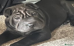 Shar Pei dogs for sale: 2 beautiful full shar pei boys !!!  - Image 10