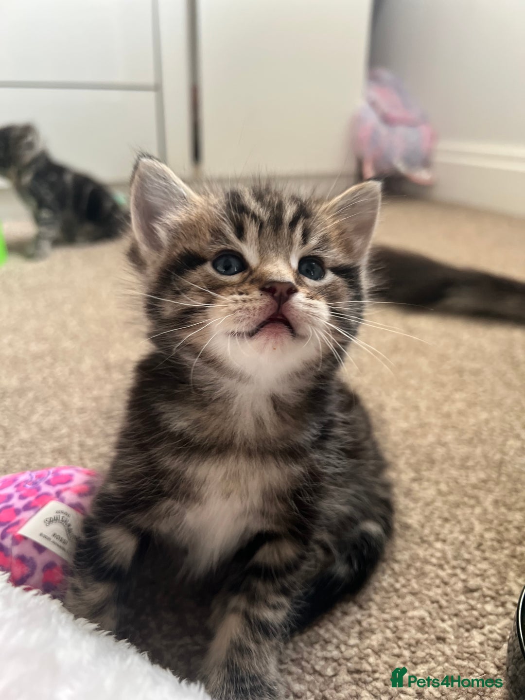 Mixed Breed cats for sale: Adorable Kittens Looking for Their Forever Homes - Advert 3