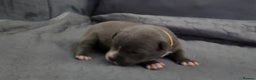 Staffordshire Bull Terrier dogs for sale: 5 staffordshire bull terrier puppies  - Advert 7