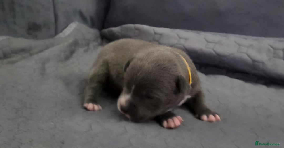 Staffordshire Bull Terrier dogs for sale: 5 staffordshire bull terrier puppies  - Advert 7