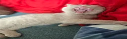 British Shorthair cats for sale: British shorthair fawn girl GCCF register PET ONLY - Advert 4