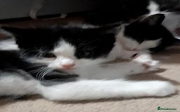 British Shorthair cats for sale: Kittens - Image 3