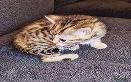 Bengal cats for sale: Absolutely Stunning Bengals  - Image 23