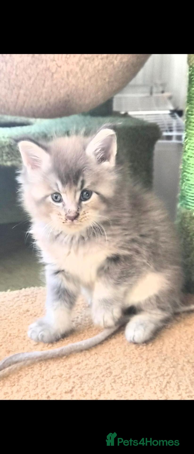 Maine Coon cats Maine coon pedigree kittens  - Advert 3
