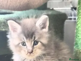 Maine Coon cats Maine coon pedigree kittens - Advert 3