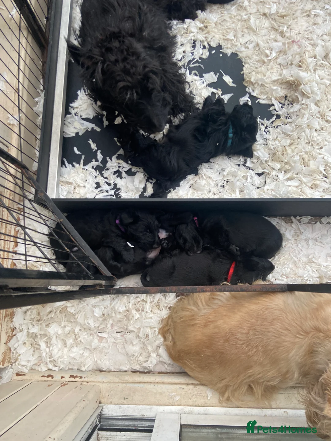 Scottish Terrier dogs for sale: Adorable Scottish Terror Puppies  - Advert 10