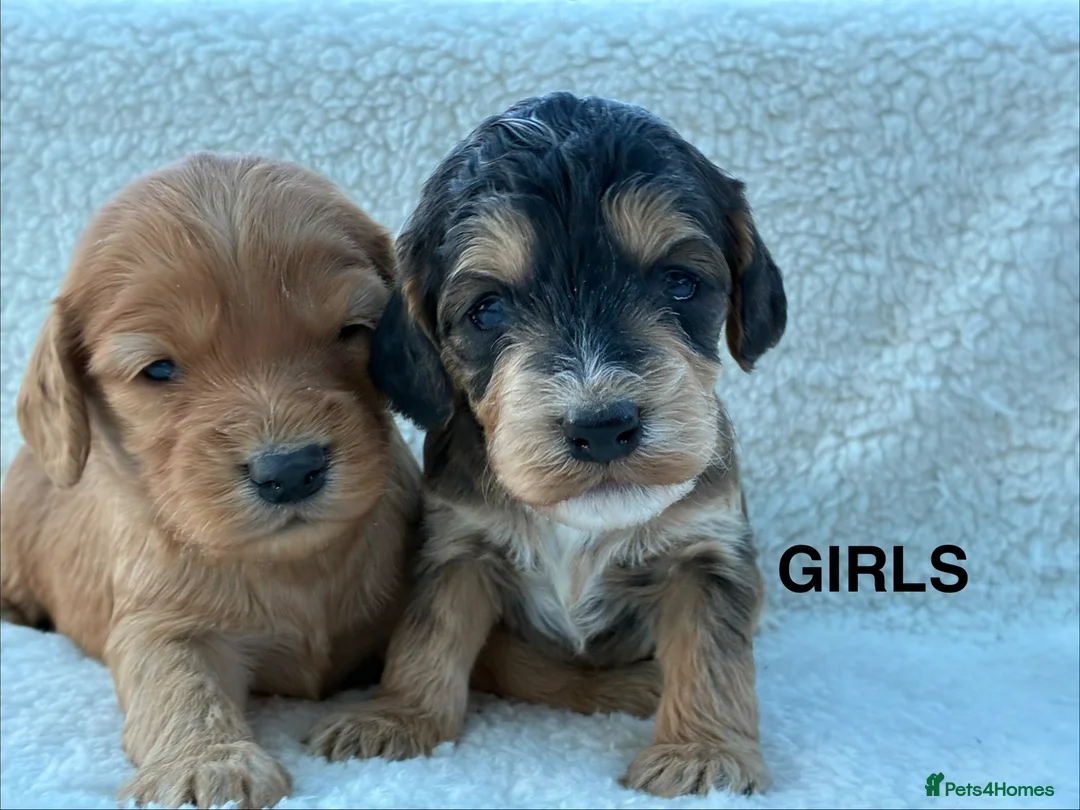 Cockapoo dogs for sale: F1 Cockapoo Puppies Available! - Advert 2
