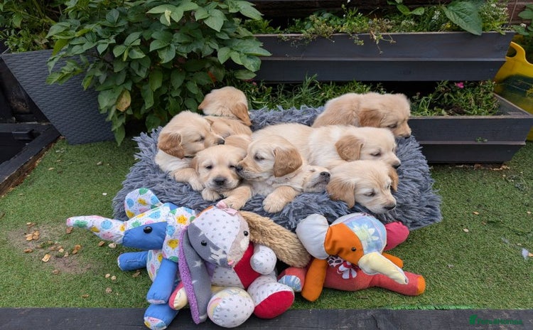 Golden Retriever dogs - Advert 3