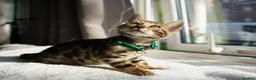 Bengal cats for sale: ONLY 4 LEFT - HEALTH/DNA TESTED BENGALS - Advert 7