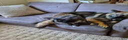 German Shepherd dogs for sale: 2 German shepherds one male one female in Sevenoaks - Advert 20