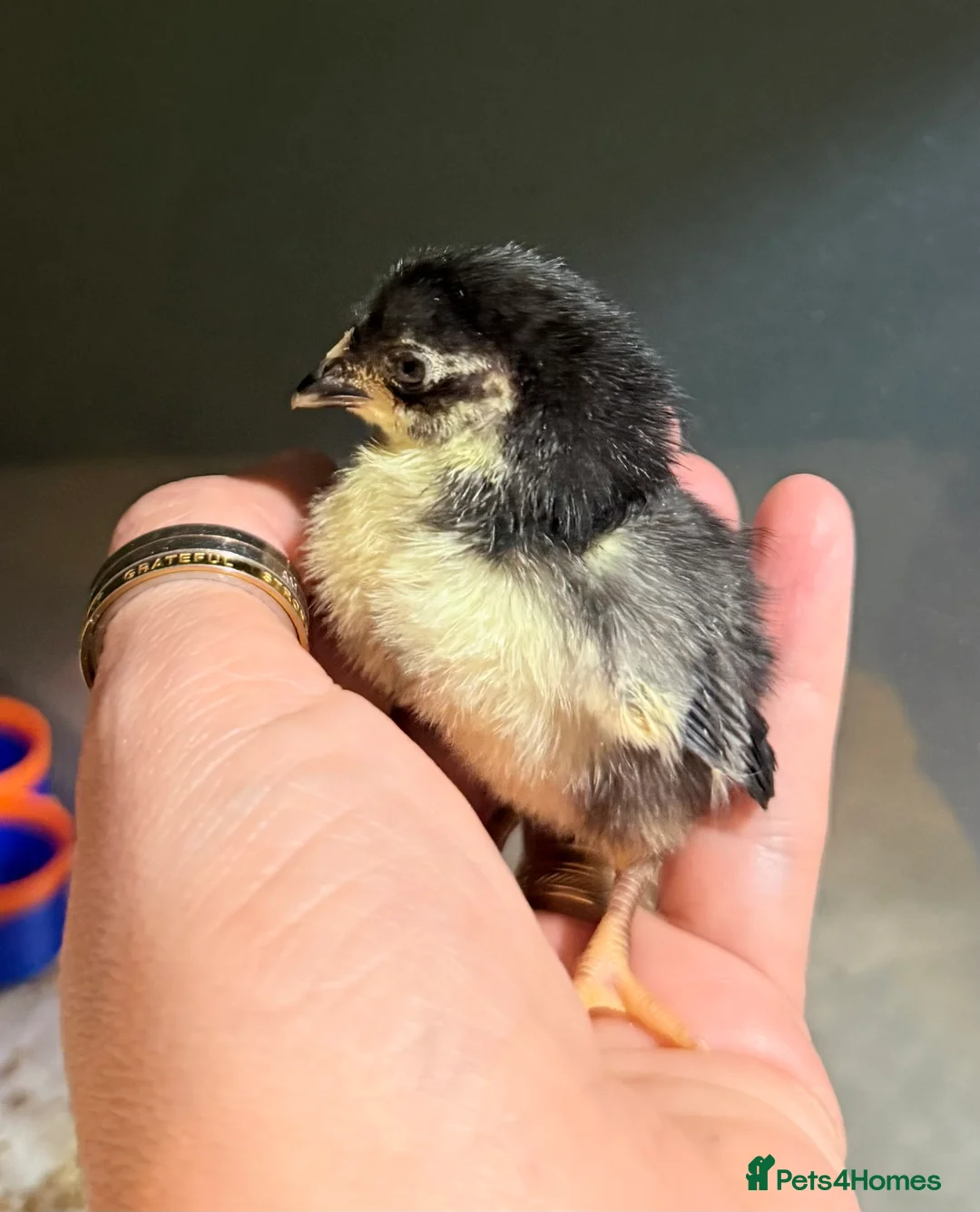 Chickens poultry for sale: Serema chicks  - Advert 3