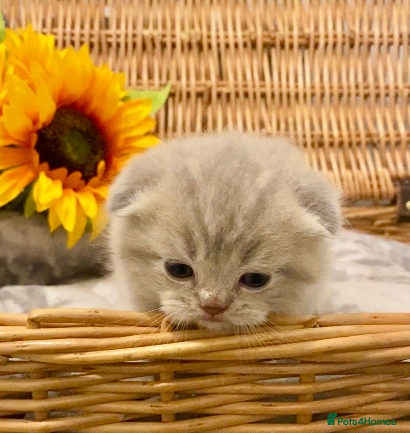 Scottish Fold cats 🧸EXTREMELY RARE CHAMP LINE FAWN SCOTTISH/BSH 😻🧸 - Advert 13