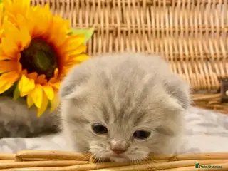 Scottish Fold cats 🧸EXTREMELY RARE CHAMP LINE FAWN SCOTTISH/BSH 😻🧸 - Advert 13