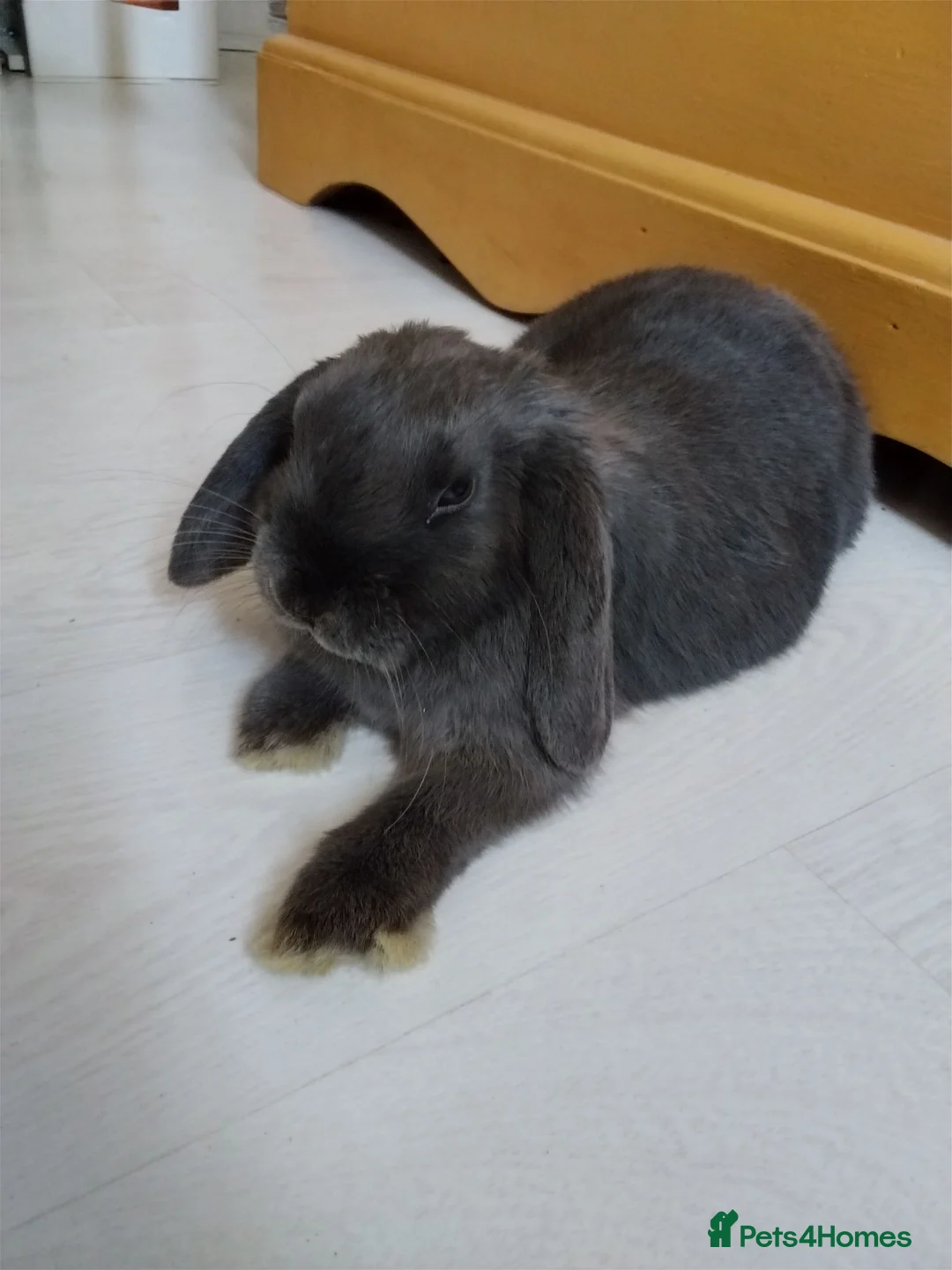 Mini Lop rabbits for sale: Grey Mini Lop for Sale - Disney  in Sutton - Advert 1