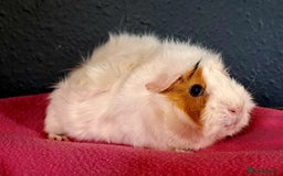 Guinea Pig rodents for sale: Female guinea pigs - Image 2