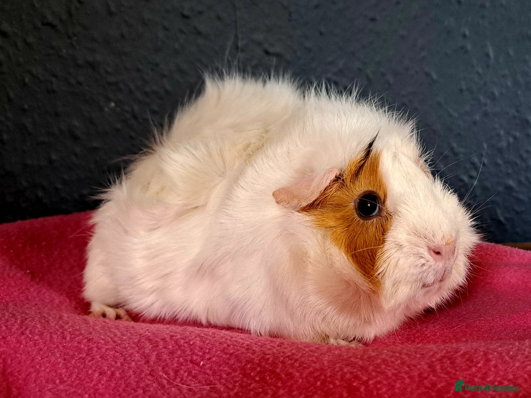 Guinea Pig rodents for sale: Female guinea pigs - Image 2