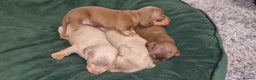 Dachshund dogs for sale: Miniature dachshund puppies  - Advert 5