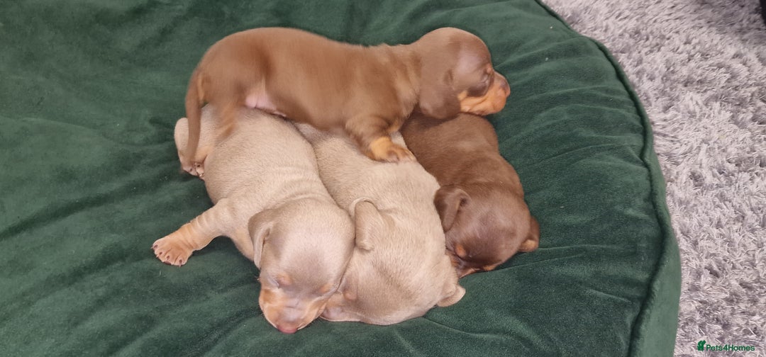 Dachshund dogs for sale: Miniature dachshund puppies  - Advert 5