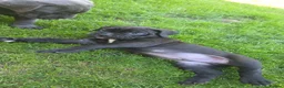Cane Corso dogs for sale: Absolutely stunning huge cane corso puppies  in King's Lynn - Advert 4