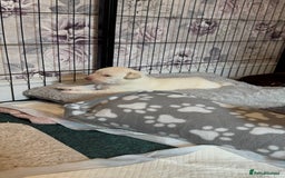 Labrador Retriever dogs for sale: Labrador puppies - Image 4