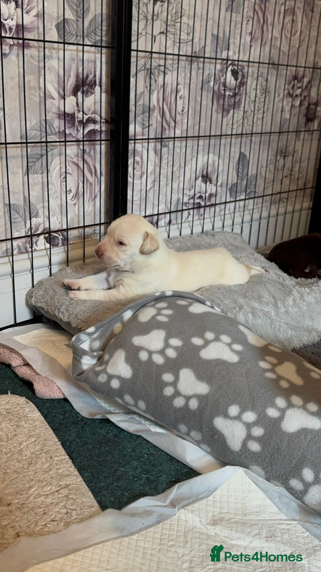 Labrador Retriever dogs for sale: Labrador puppies - Image 4