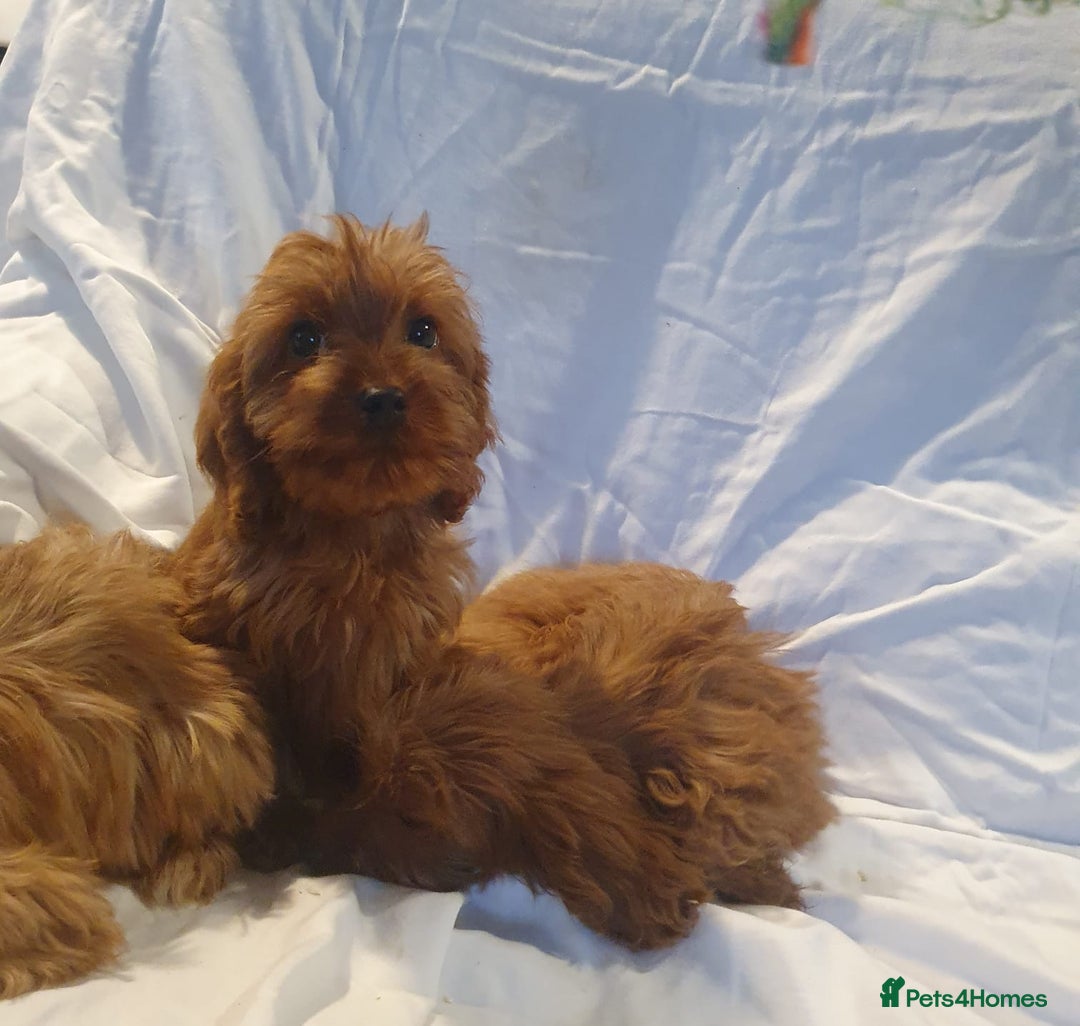 Cavapoo dogs for sale: Cavapoo - Advert 5