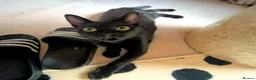 Mixed Breed cats for adoption: VIVIEN - Advert 7