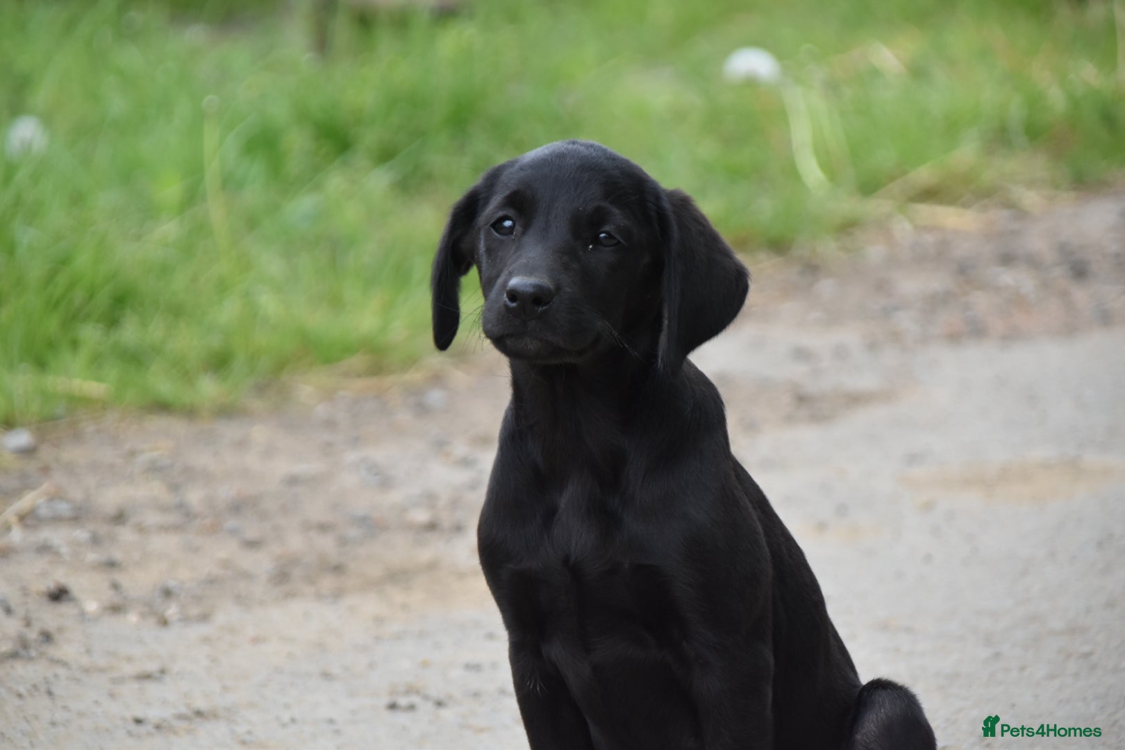 Labrador Retriever dogs for sale: Exceptional kc reg labradors  - Advert 1