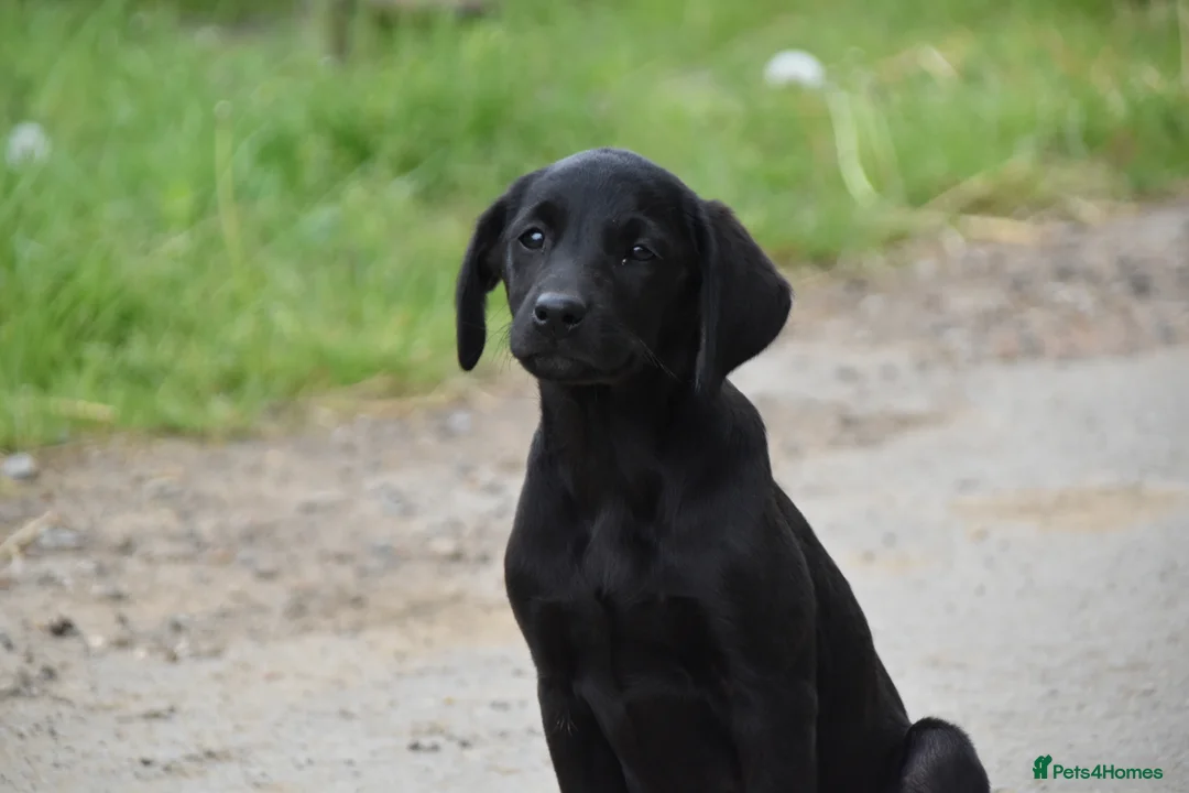 Labrador Retriever dogs for sale: Exceptional kc reg labradors  in Thirsk - Advert 1