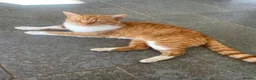 Domestic Shorthair cats for sale: Kittens for sale (including ginger females!) - Advert 3