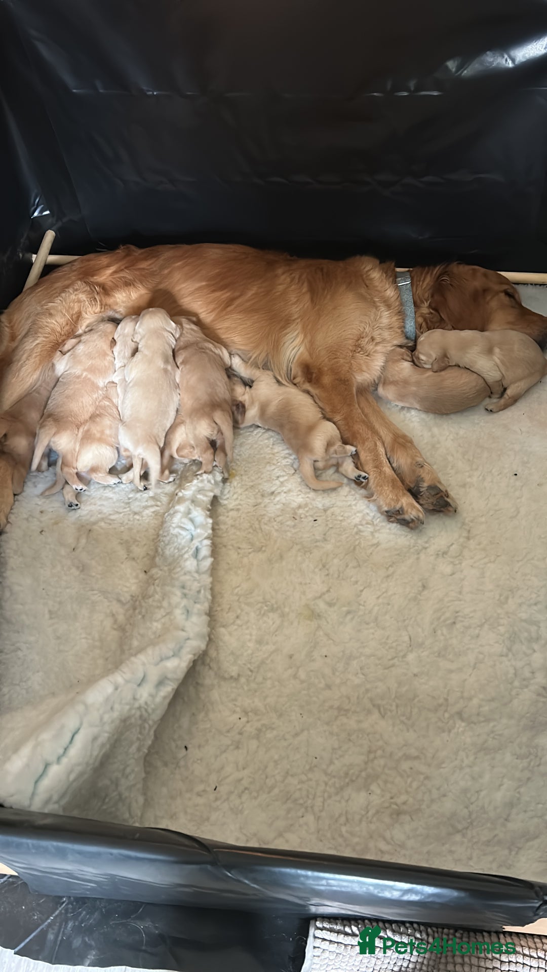 Golden Retriever dogs for sale: Glorious Golden Retriever Puppies - Advert 3