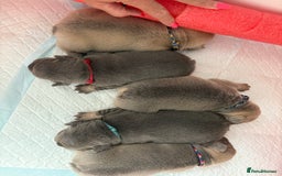 French Bulldog dogs for sale: QUALITY HOME BRED FRENCH BULLDOG PUPPIES - Image 8