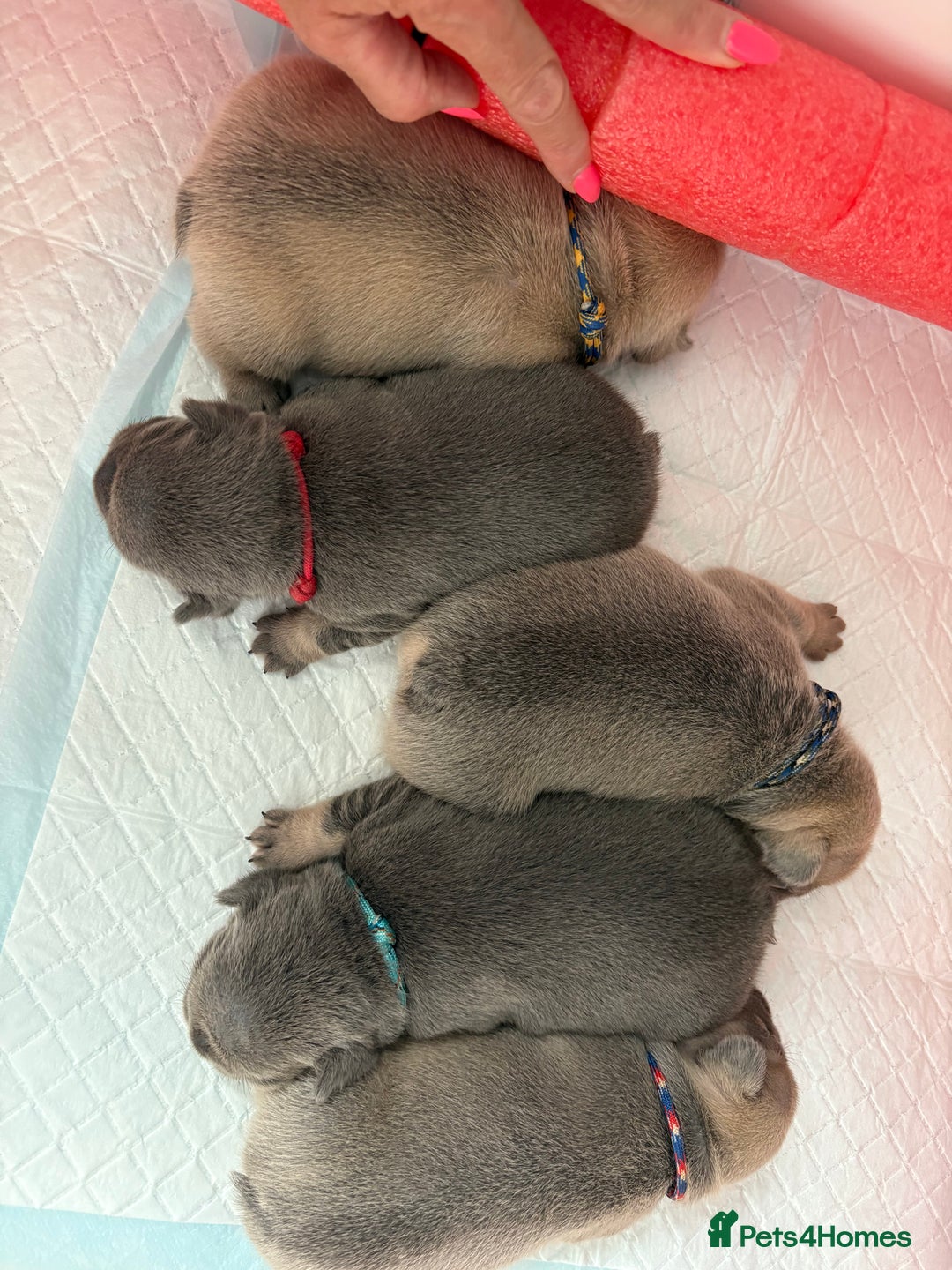French Bulldog dogs for sale: QUALITY HOME BRED FRENCH BULLDOG PUPPIES - Image 8