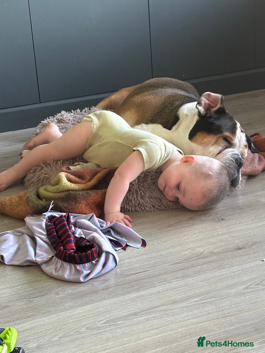 American Bulldog dogs for sale: american bulldog - Image 9