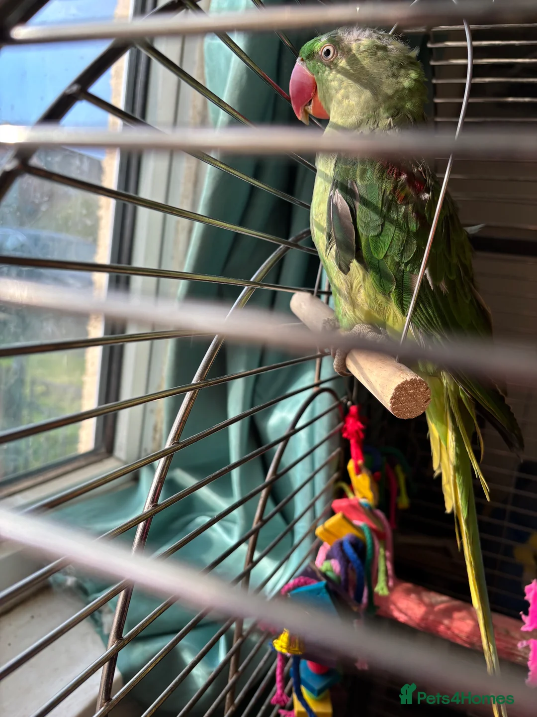 Parrots birds for sale: Alexandrine parrot female in Grimsby - Advert 2