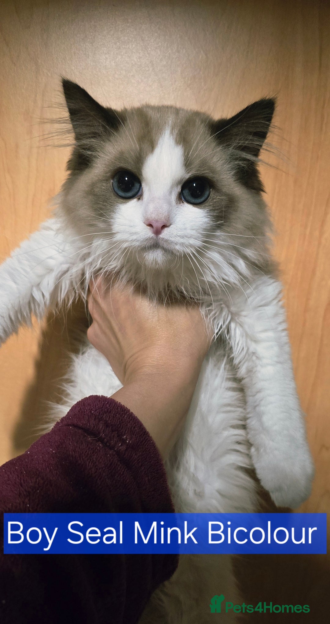 Ragdoll cats for sale: Registered Tica Pedigree Ragdolls - Image 4