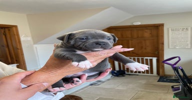 Staffordshire Bull Terrier dogs - Advert 1