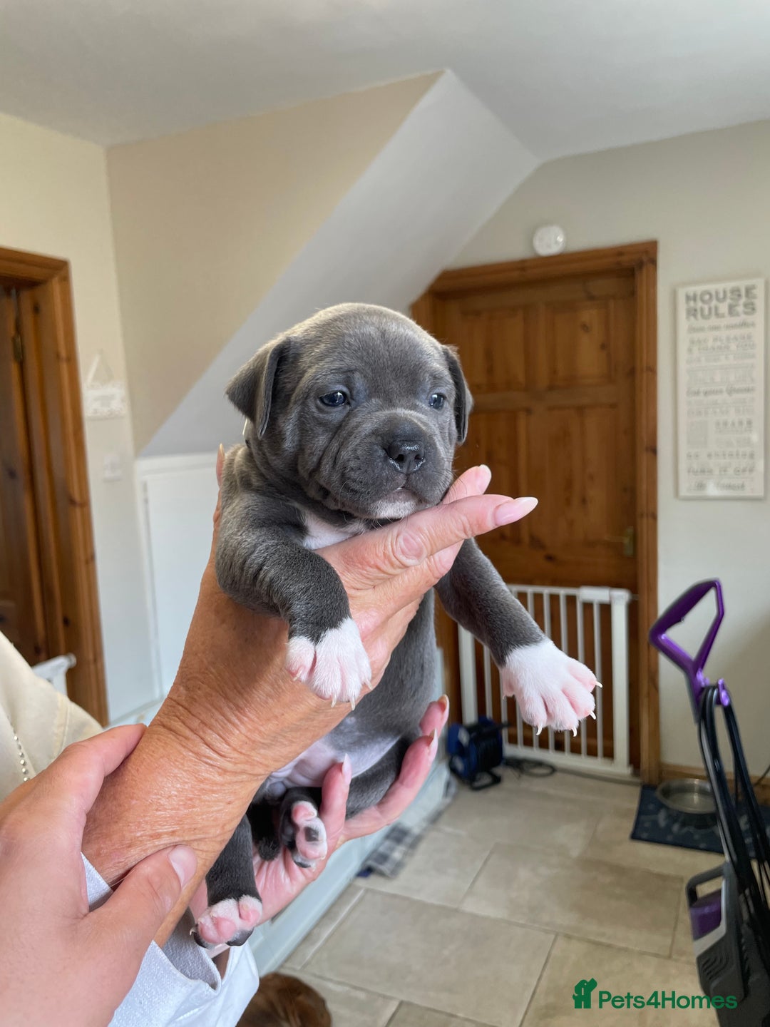 Staffordshire Bull Terrier dogs for sale: Exceptional Champion Pedigree, beautiful blues!! - Image 2