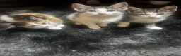 Mixed Breed cats for sale: kittens for sale (open to offers) in Barking - Advert 5
