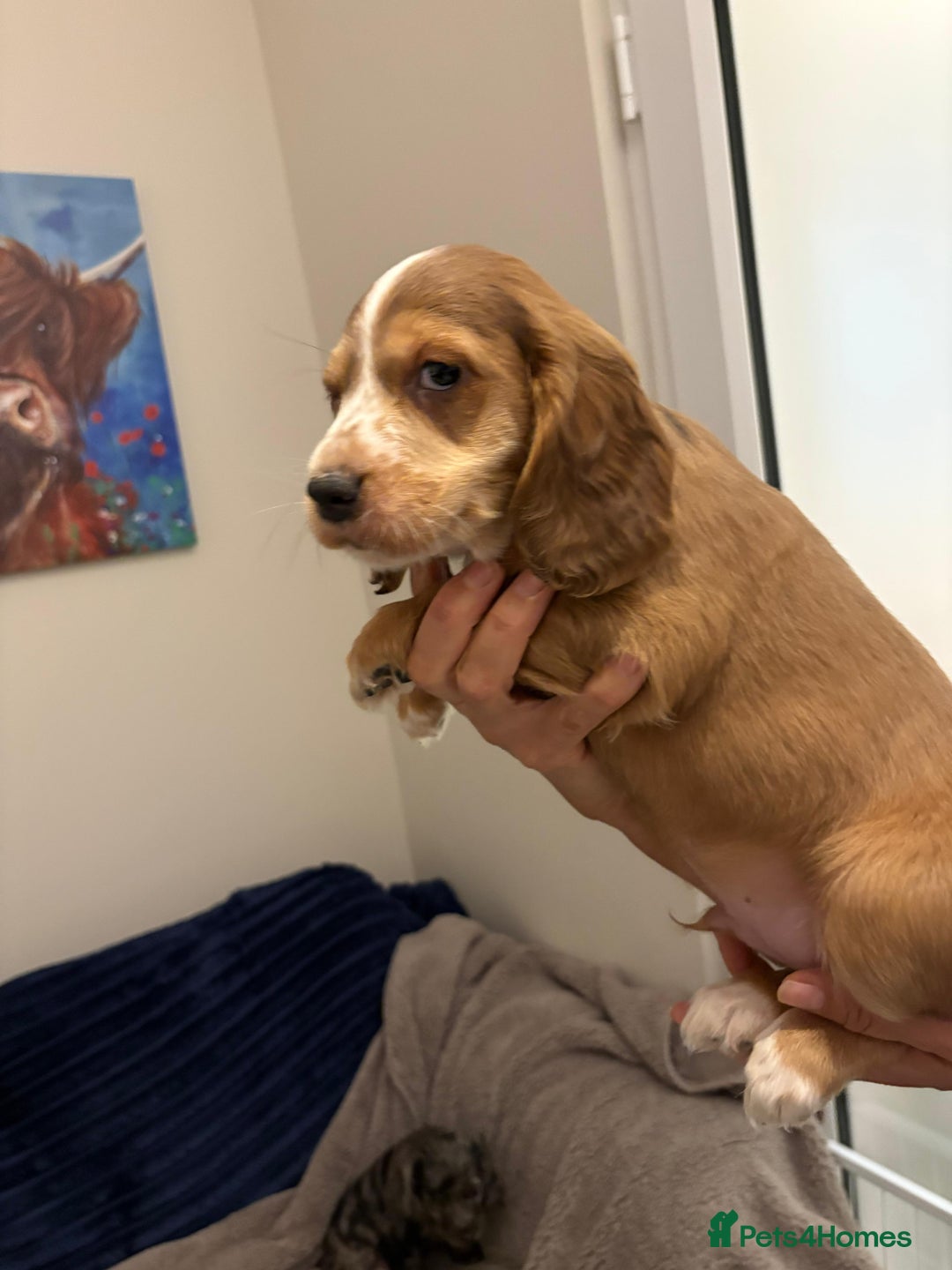 Cocker Spaniel dogs for sale: Show type KC and DNA health tested parents  - Advert 8