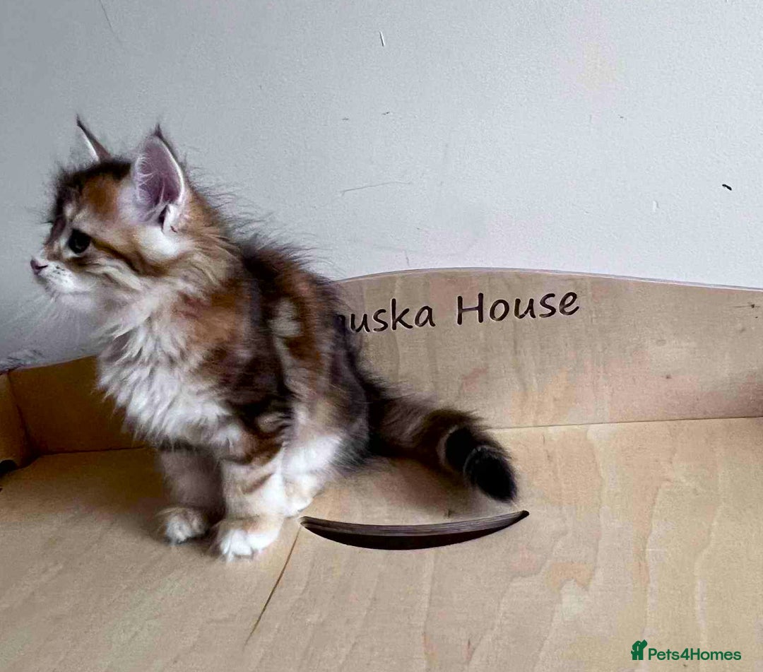 Siberian cats for sale: Beautiful purebred Siberian kittens-Hypoallergenic - Image 29