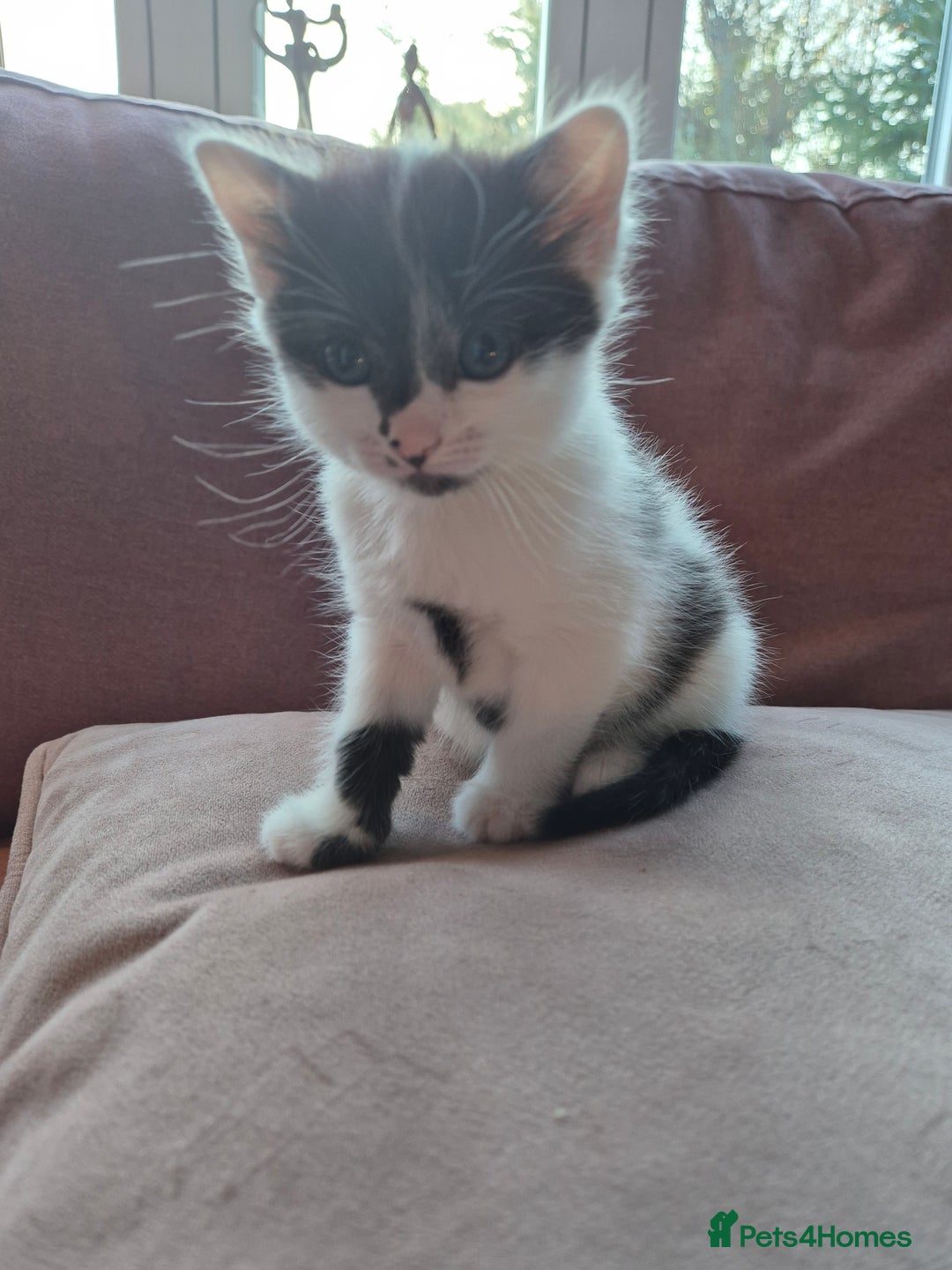 Mixed Breed cats for sale: 9 week old kittens both boys. Black & white/black - Advert 7
