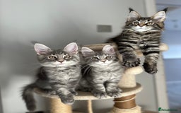 Maine Coon cats for sale: Gorgeous Pure Breed Maine Coon Kittens - Image 11