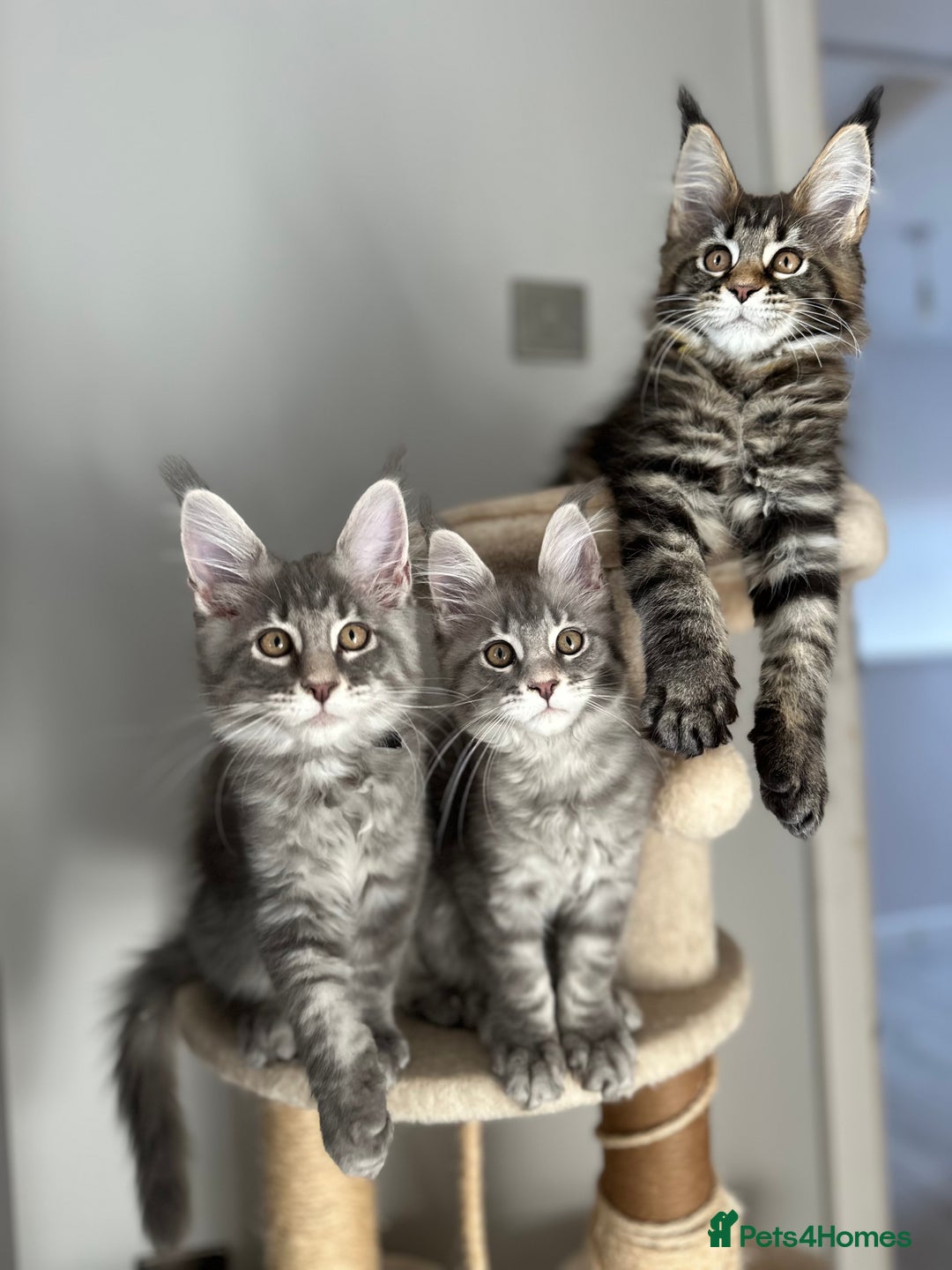 Maine Coon cats for sale: Gorgeous Pure Breed Maine Coon Kittens - Image 11