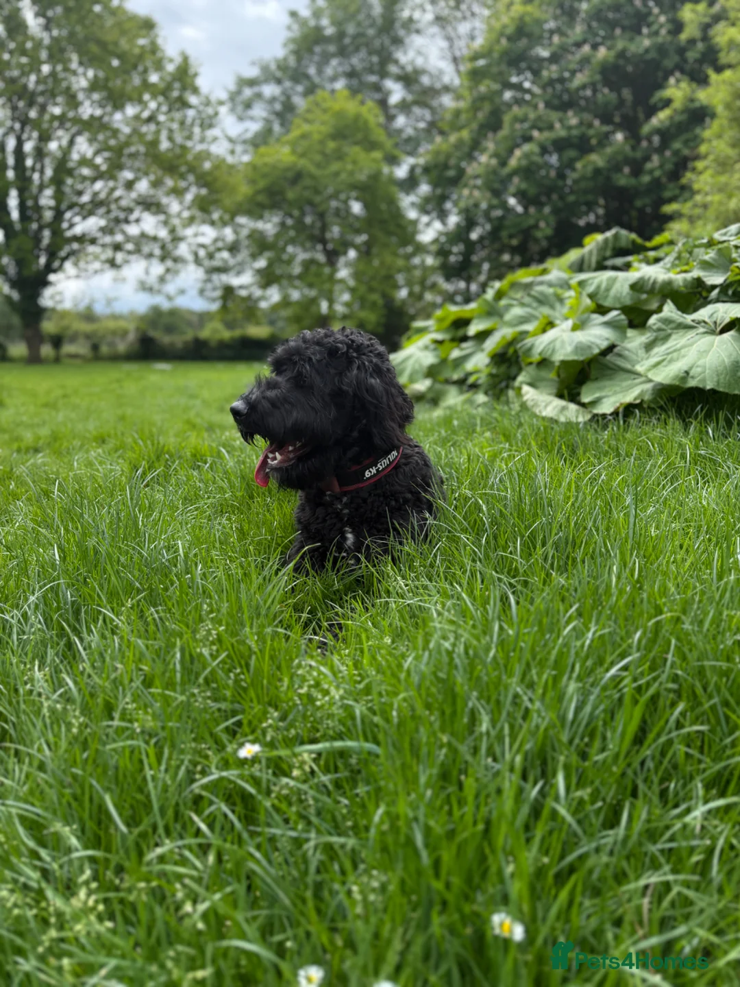 Bernedoodle dogs for sale: Loving Forever Home Needed  - Advert 2