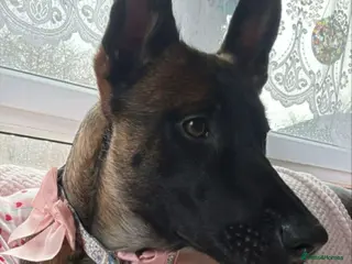 Belgian Shepherd Dog dogs Belgian malinois - Advert 4