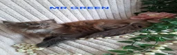 Maine Coon cats for sale: 3 Beautiful Maine coons  - Advert 9