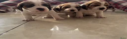 Beagle dogs for sale: Stunning Beagle puppies  - Advert 9