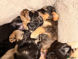 Cockapoo dogs F1 Cockapoo Puppies - Advert 12