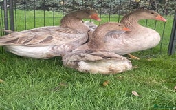 Ducks poultry for sale: Khaki Campbell and Cherry Valley Ducks - Image 10
